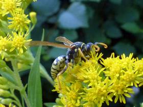 Friedliche harmlose Haus-Feldwespe, Polistes dominula