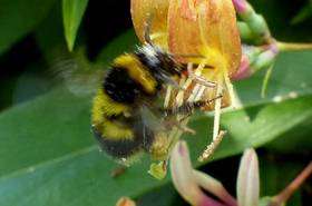 Gartenhummel an Geißblatt