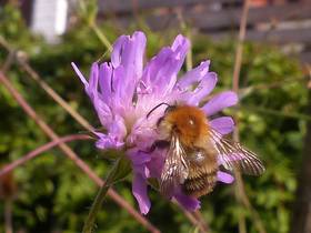 Ackerhummel an Knautie