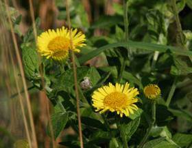 Großes Flohkraut, Pulicaria dysenterica