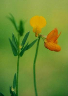 Salz-Hornklee (Lotus tenuis)