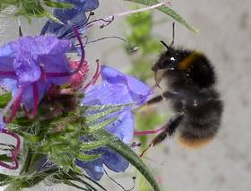 Wiesenhummel an Natternkopf