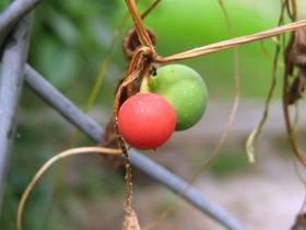Die Rotfrüchtige Zaunrübe (Bryonia dioica, hier die Früchte) ist zweihäusig; die Pflanzen haben also nur männliche oder nur weibliche Blüten