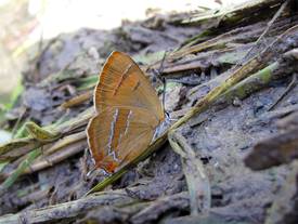 Schornsteinfeger, Aphantopus hyperantus