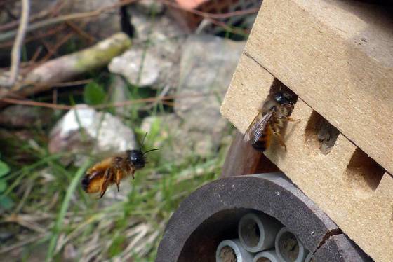 Gehörnte Mauerbienen an Nisthilfe