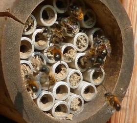 Männliche Mauerbienen warten auf Weibchen