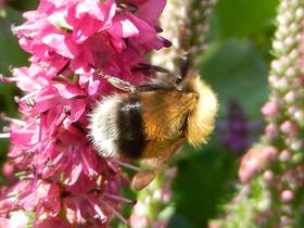 Helle Erdhummel an Ziest