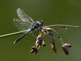 Östliche Moosjungfer (Foto Marion Heinemann)