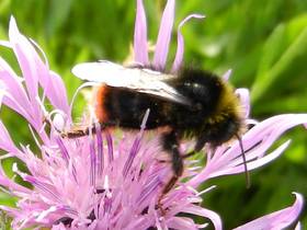 Steinhummel (m) an Flockenblume