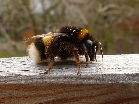 Dunkle Erdhummel, frisch geschlüpfte Königin