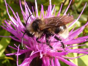 Bunthummel auf Flockenblume