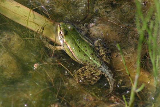 See- oder Teichfrosch? Jedenfalls ein fast fertiger Grünfrosch