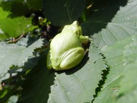 Sonnenbad auf Brombeerblatt