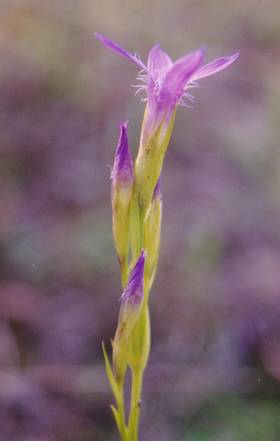 Der Gefranste Enzian (Gentianella ciliata) wächst in Hannover nur noch auf Mergelaufschüttungen aus der Zeit des Mittellandkanalbaus