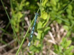 Speer-Azurjungfer (Coenagrion hastulatum), Männchen