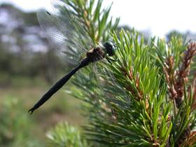 Arktische Smaragdlibelle (Somatochlora arctica), Männchen