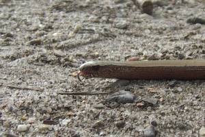 Blindschleiche züngelt, Foto: Karten Lange