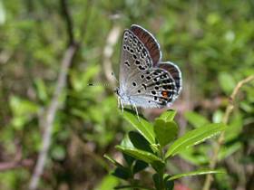 Hochmoor-Bläuling (Plebeius optilete)