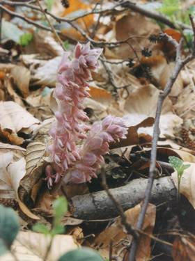 Als Parasit auf Baumwurzeln lebt die im Tiefland stark gefährdete Schuppenwurz (Lathrea squamaria). Ebenso wie Buchenspargel und Vogel-Nestwurz, die man ebenfalls in hannoverschen Wäldern finden kann, kommt die Pflanze ganz ohne Blattgrün aus