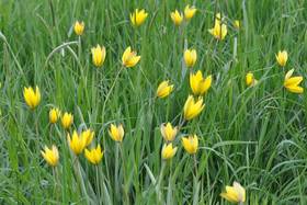 Aus dem Mittelmeergebiet wurde die Wilde Tulpe (Tulipa sylvestris) in der frühen Neuzeit als Zierpflanze eingeführt