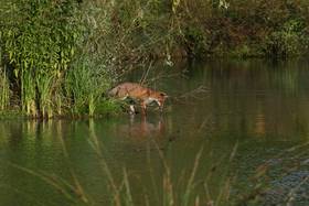 Frühmorgens fühlt er sich unbeobachtet: Ein Fuchs am Teich (Foto Marion Heinemann)