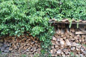 Holzlagerung mit Efeu: Ein Versteck und Brutnische für viele Vögel und kleine Säugetiere