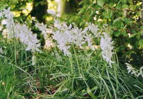 Nickender Milchstern (Ornithogalum nutans)