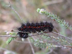 Heidemoor-Rindeneule (Acronicta menyanthidis), ausgewachsene Raupe