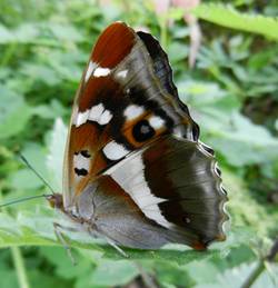 Großer Schillerfalter, Apatura iris