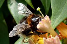 Baumhummel an Geißblatt