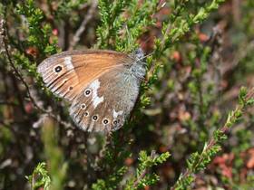 Großes Wiesenvögelchen (Coenonympha tullia)