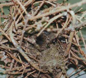 Zaunkönignest aus den Resten eines Tannenbaums zu einer Kugel geformt, Foto: BUND